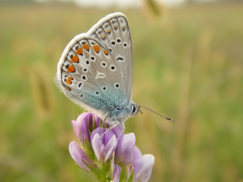 Lepidotteri del Parco del Roccolo da ID